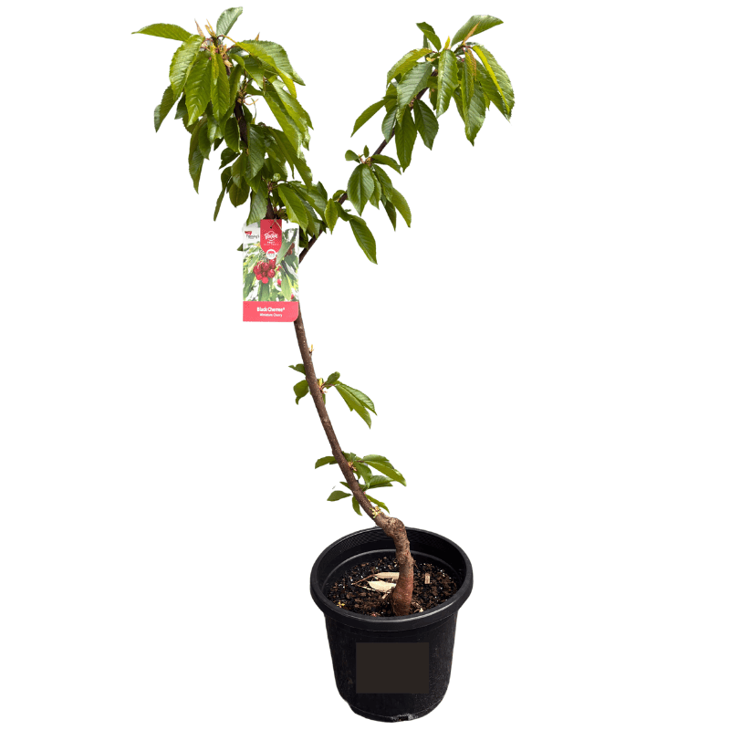 Cherry Trixzie Black Cherree