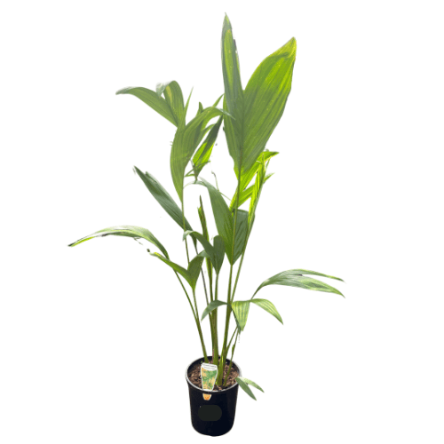 Archontophoenix Albang Palm 17cm