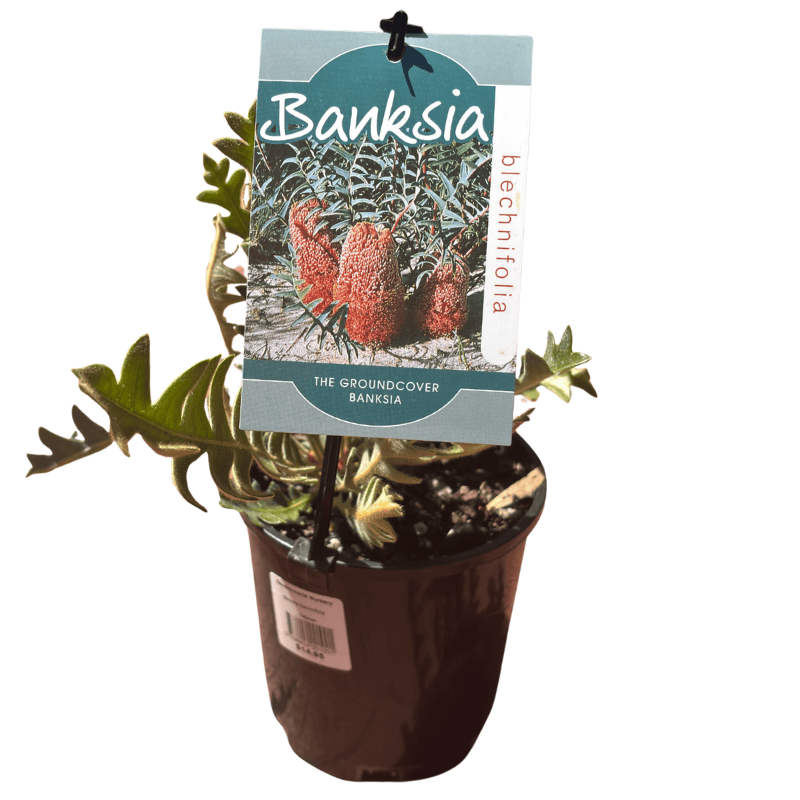 Banksia blechnifolia 14cm
