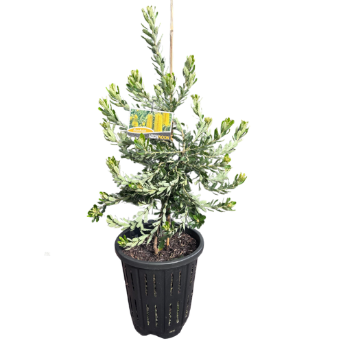 Banksia praemorsa High Noon 33cm