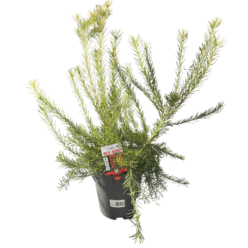 Banksia ericifolia Red Alert 20cm