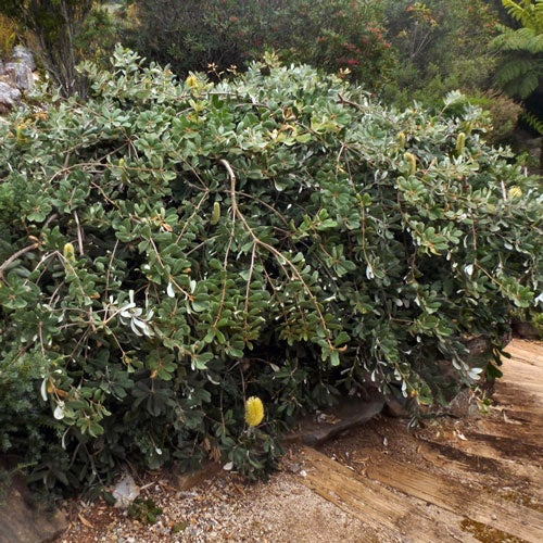 Banksia 'Roller Coaster' 14cm