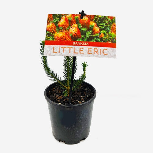 Banksia 'Little Eric' 14cm