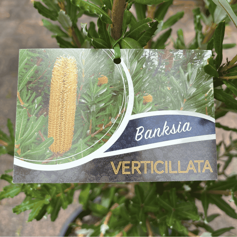 Banksia verticillata 33cm