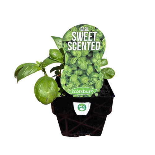 Basil Sweet Scented 10cm