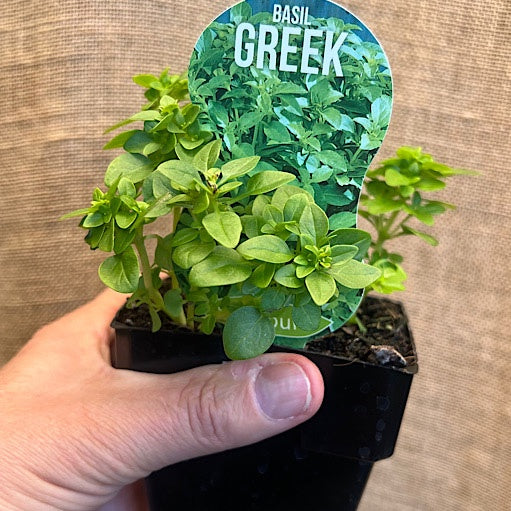 Basil Greek 10cm