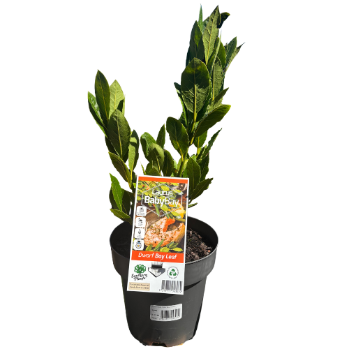 Laurus nobilis Baby Bay 25cm