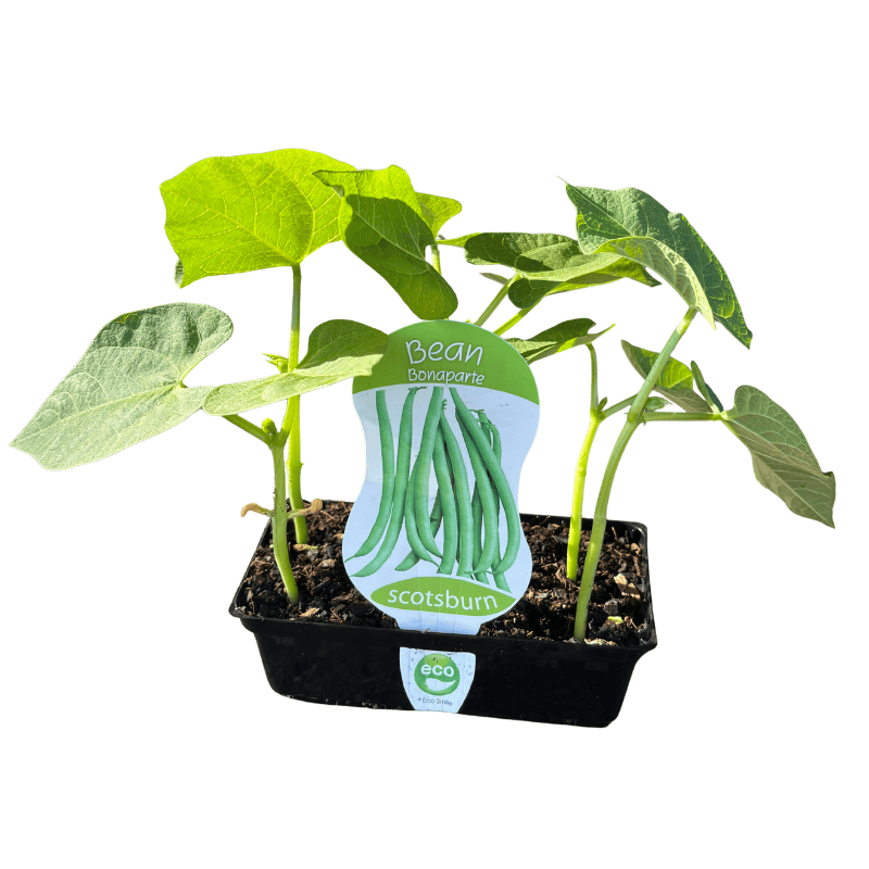 Bean Bonaparte Punnet