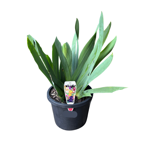 Bearded Iris White 20cm