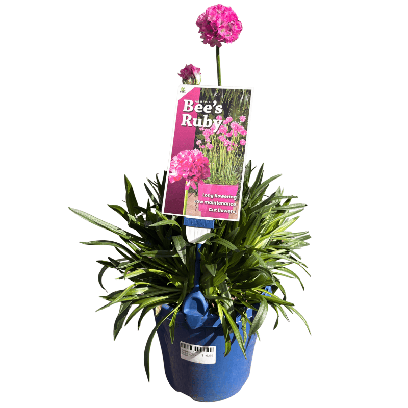 Armeria Bee's Ruby 14cm