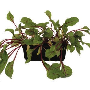 Beetroot Detroit Punnet