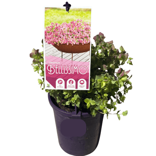Origanum Bellissimo 14cm