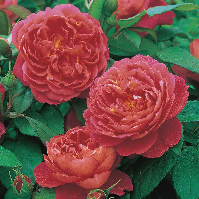 Rose Benjamin Britten Bush 20cm