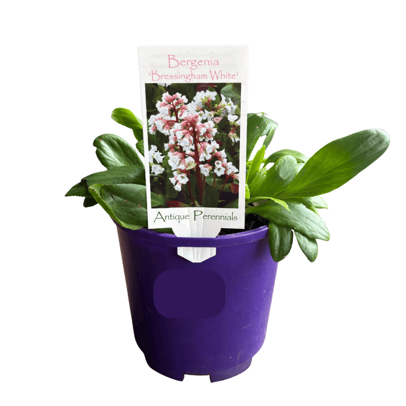 Bergenia 'Bressingham White' 14cm