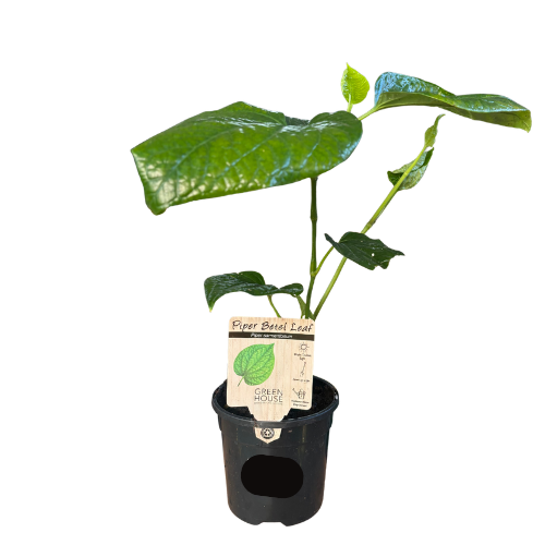 Betel Piper Large Leaf 13cm