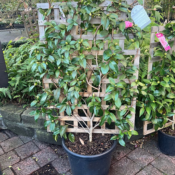 Camellia 'Betty Ridley' Espalier 40cm