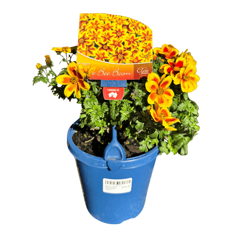 Bidens Elite Bee Boom 15cm