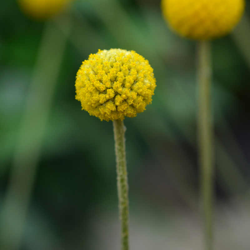 Pycnosorus globosus Billy Buttons 14cm