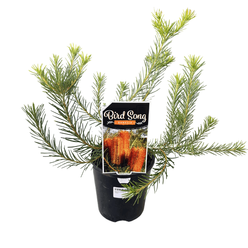 Banksia Bird Song 14cm