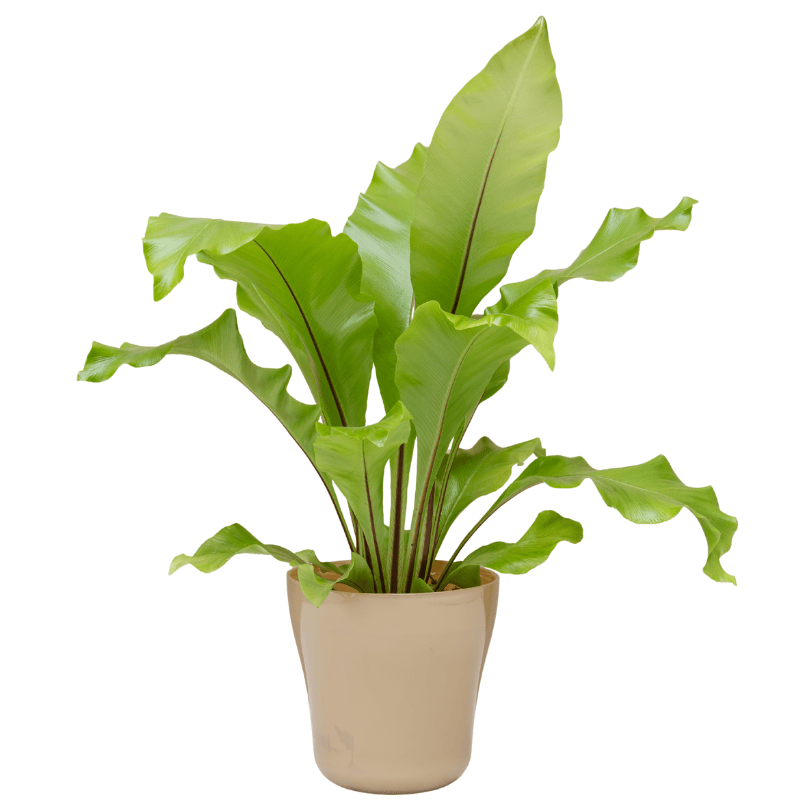 Asplenium Bird's Nest Fern 12cm