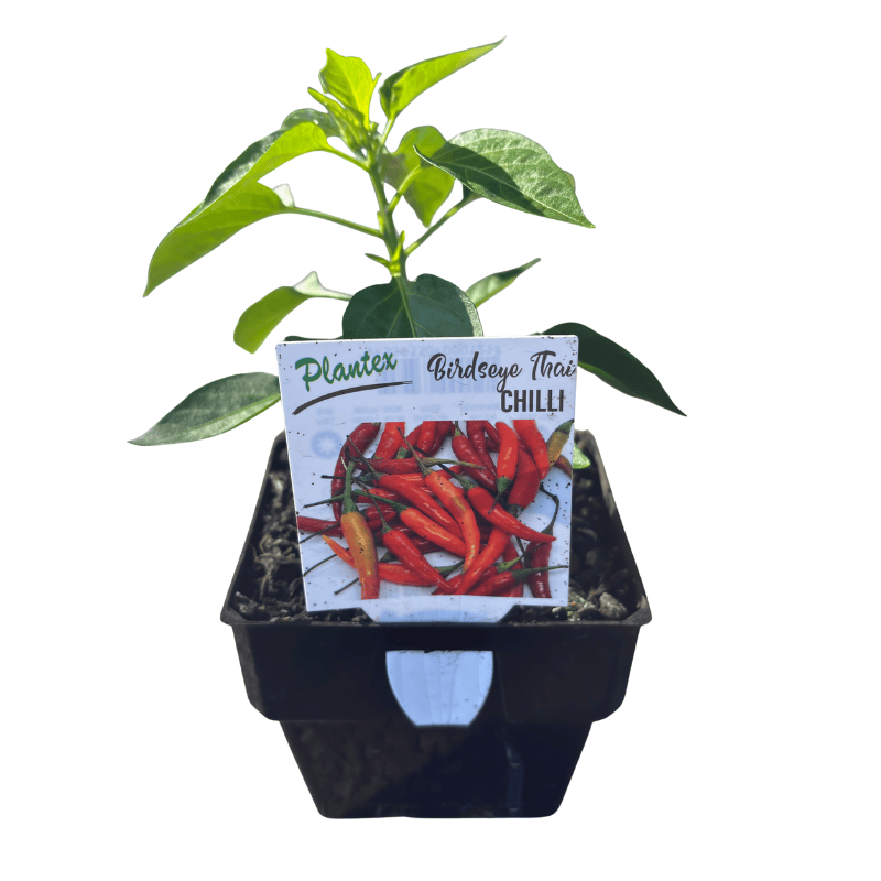 Chilli Bird's Eye Thai 10cm