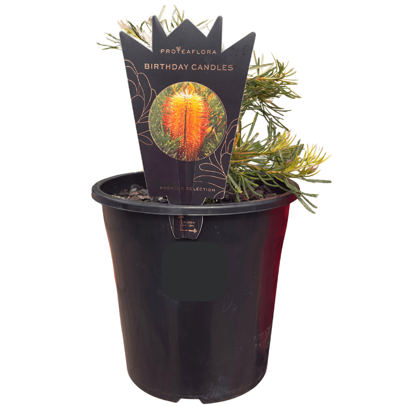 Banksia 'Birthday Candles' 18cm