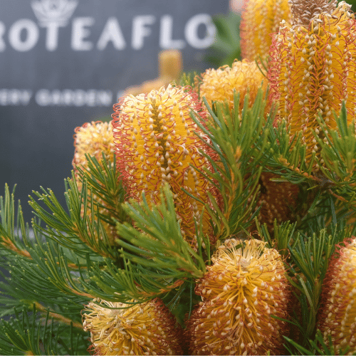 Banksia spinulosa 'Birthday Candles' 30cm