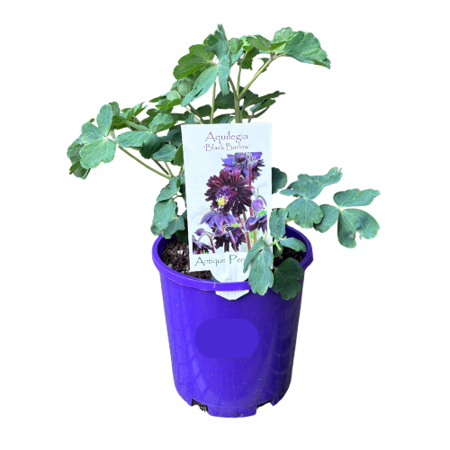 Aquilegia Black Barlow 14cm
