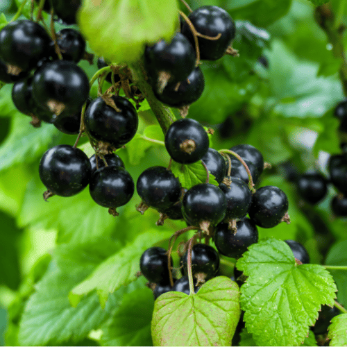 Currant Black