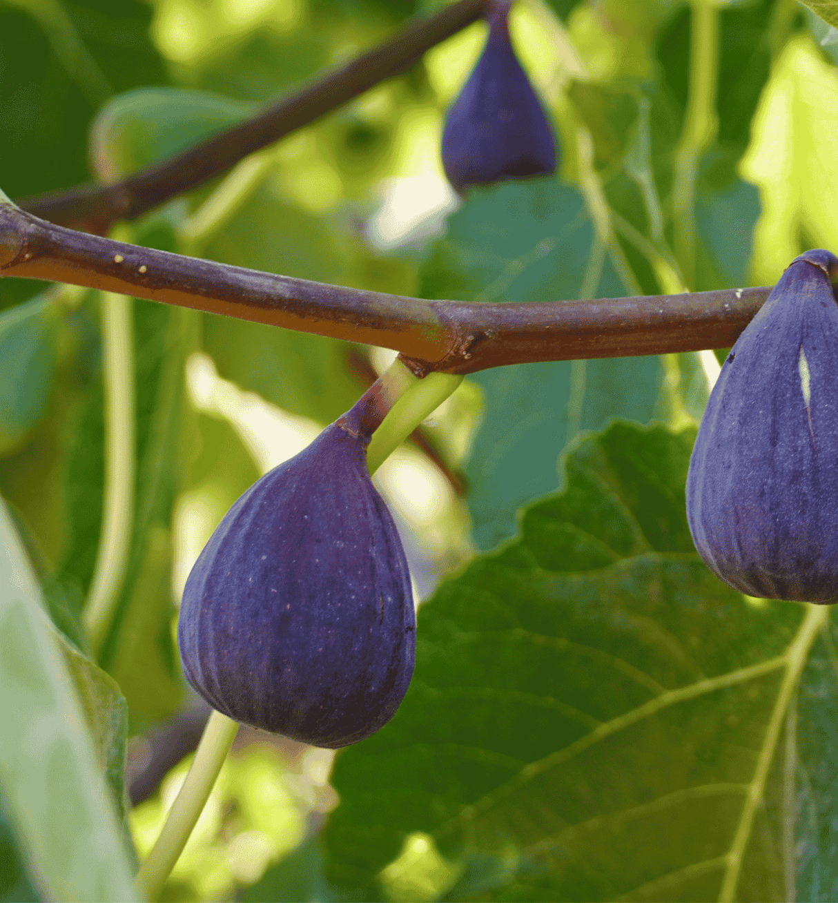 Fig Black Genoa