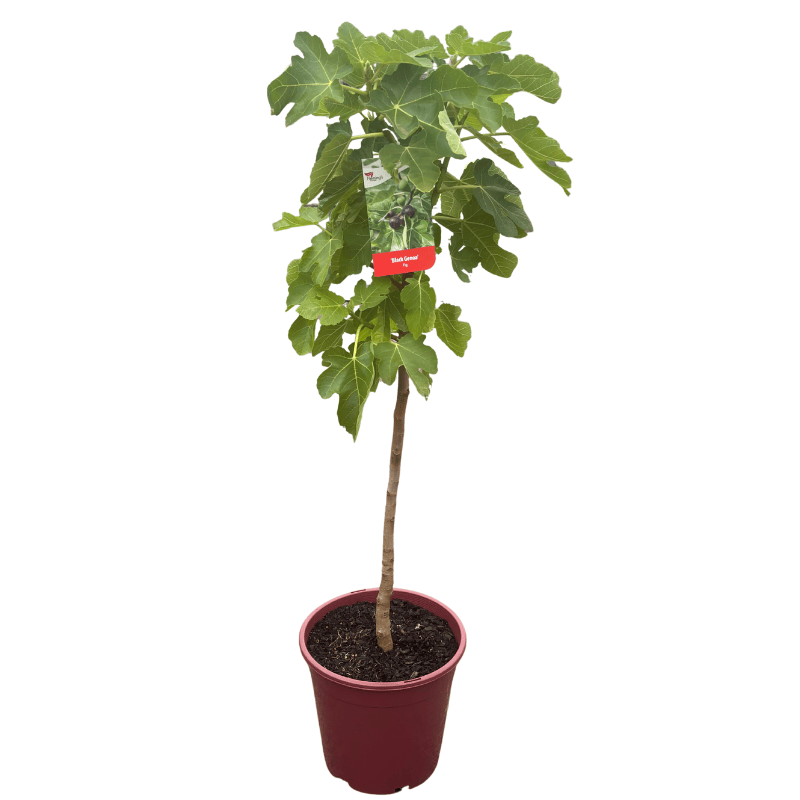 Fig Black Genoa 25cm