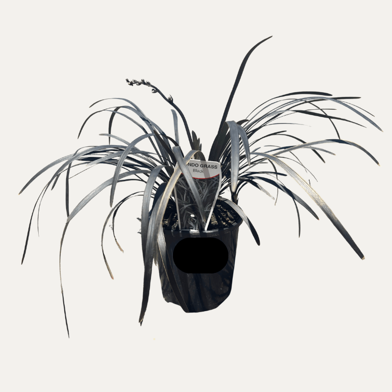 Black Mondo Grass 10cm