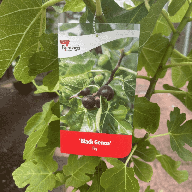 Fig Black Genoa 25cm