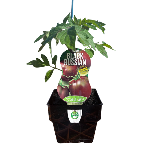 Tomato Black Russian 10cm