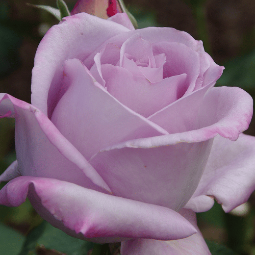 Rose Blue Moon 2ft Standard 25cm_
