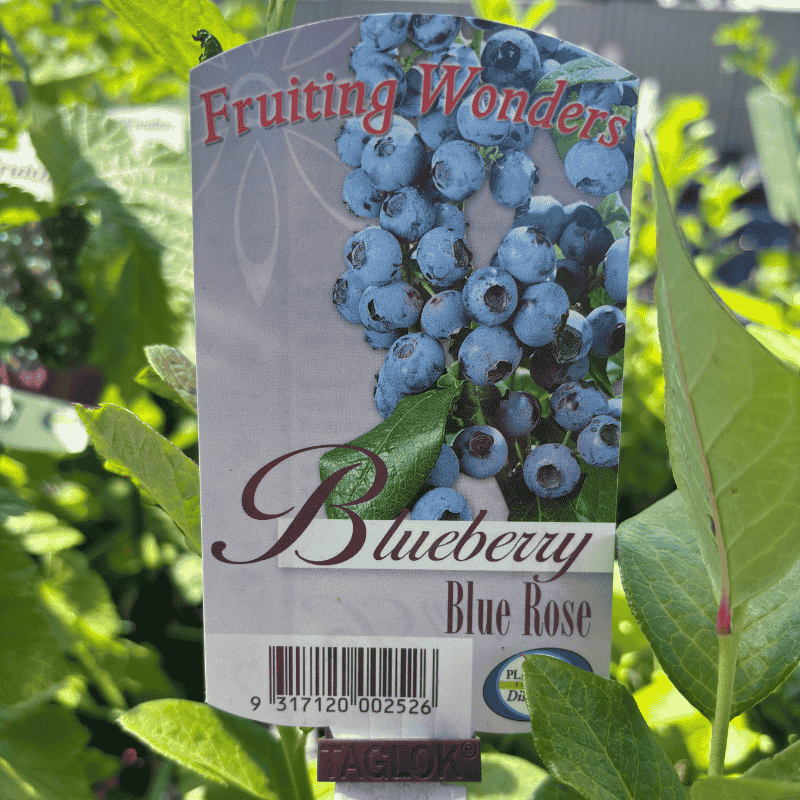 Blueberry Blue Rose 2L