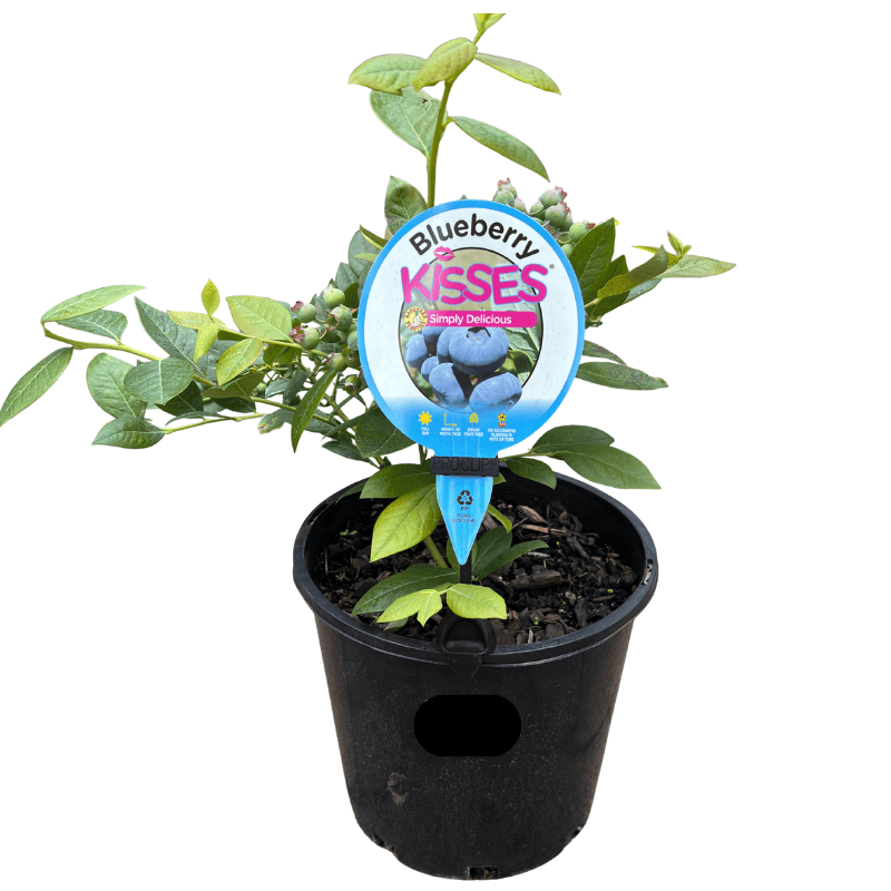 Blueberry Kisses 20cm