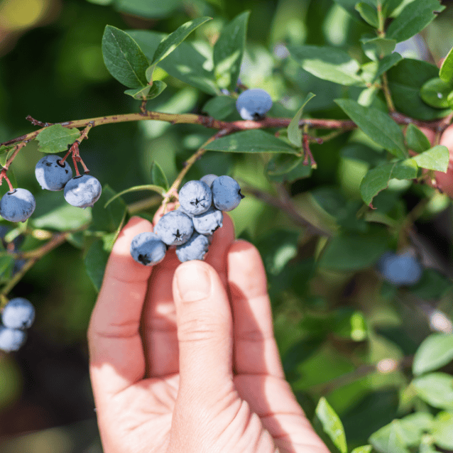 Blueberry Burst 14cm
