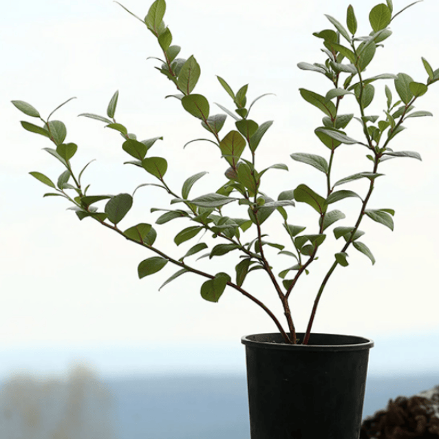 Blueberry Magnolia 15cm