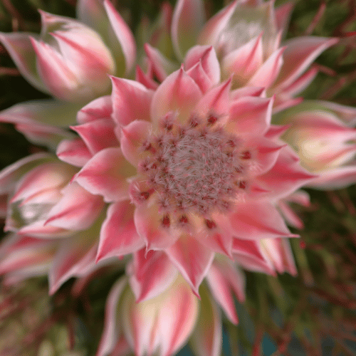 Serruria 'Blushing Bride' 14cm