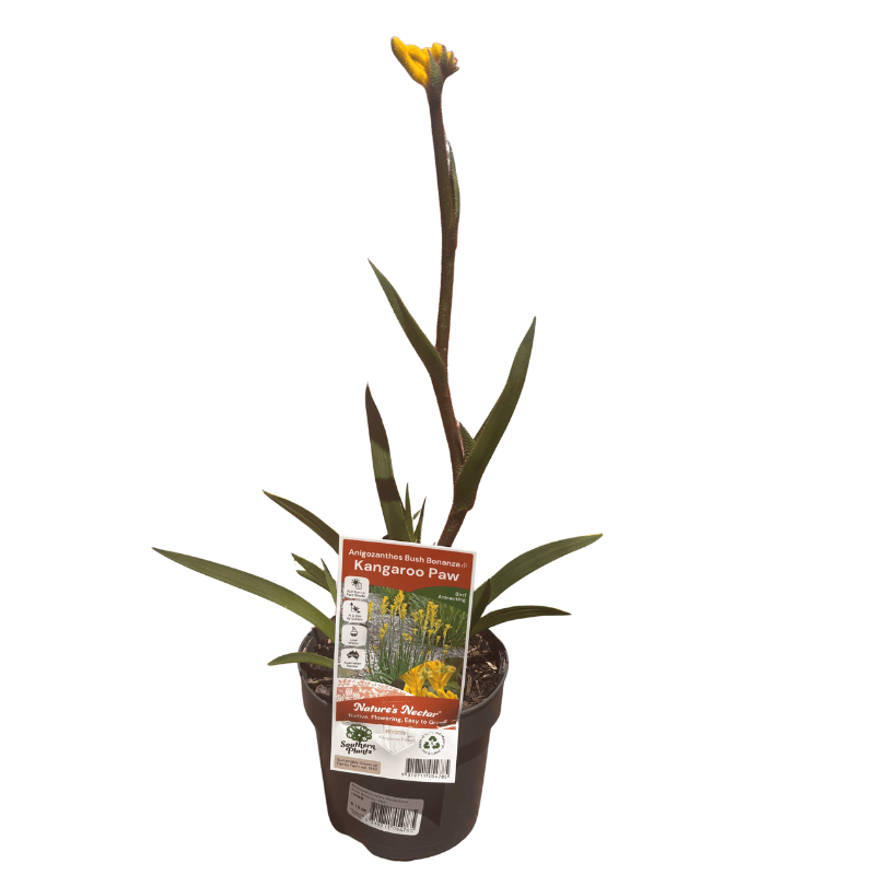 Kangaroo Paw 'Bush Bonanza' 14cm