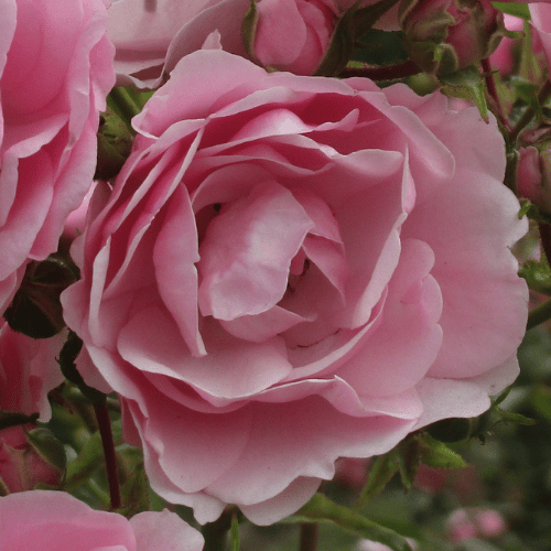 Rose Bonica Bush 20cm