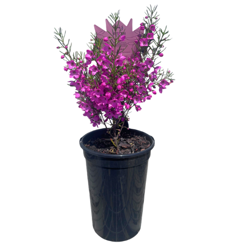 Boronia Magenta Stars 14cm