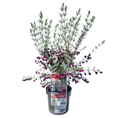 Boronia Purple Jared 14cm