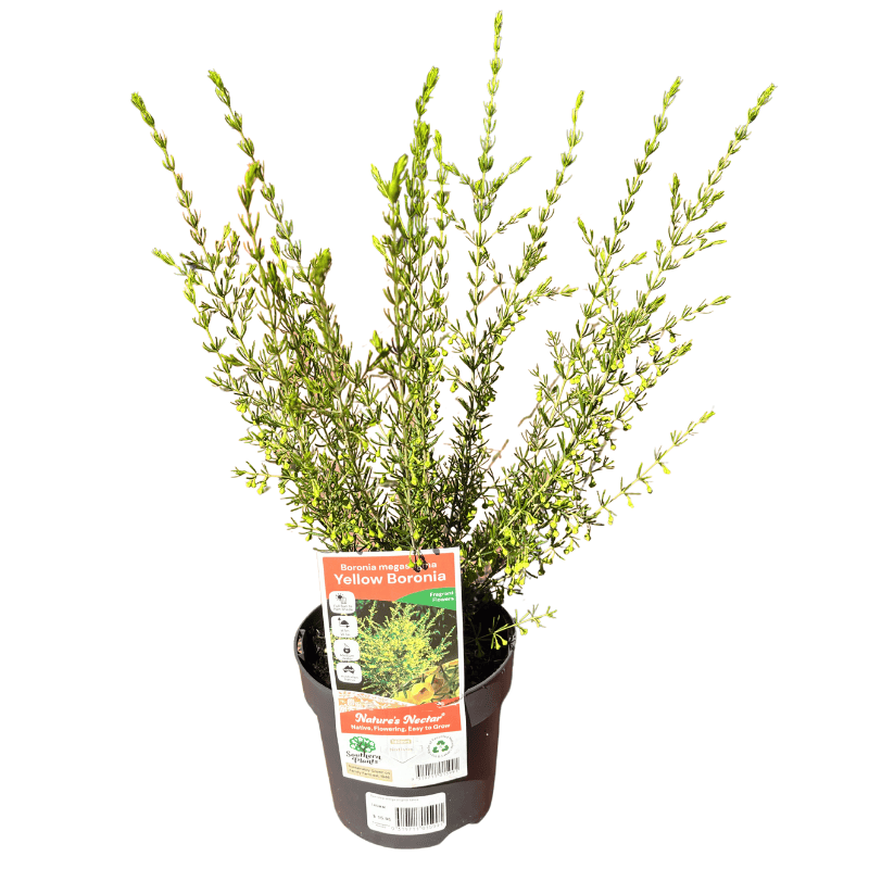 Boronia megastigma 'Lutea' 14cm