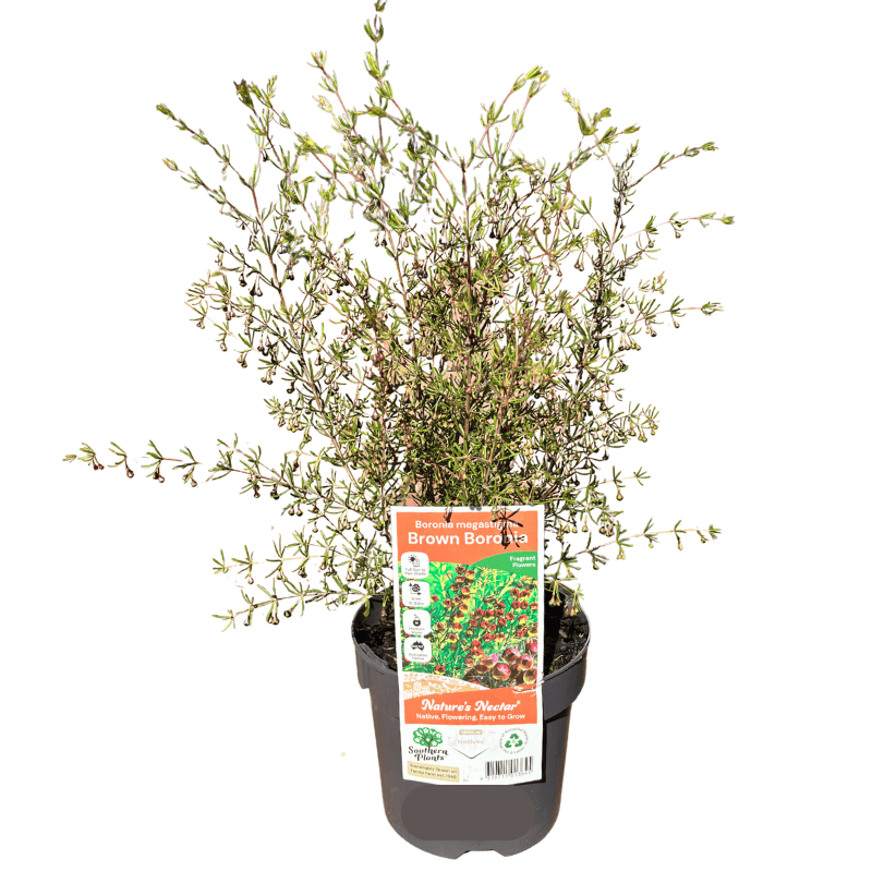 Boronia megastigma 14cm