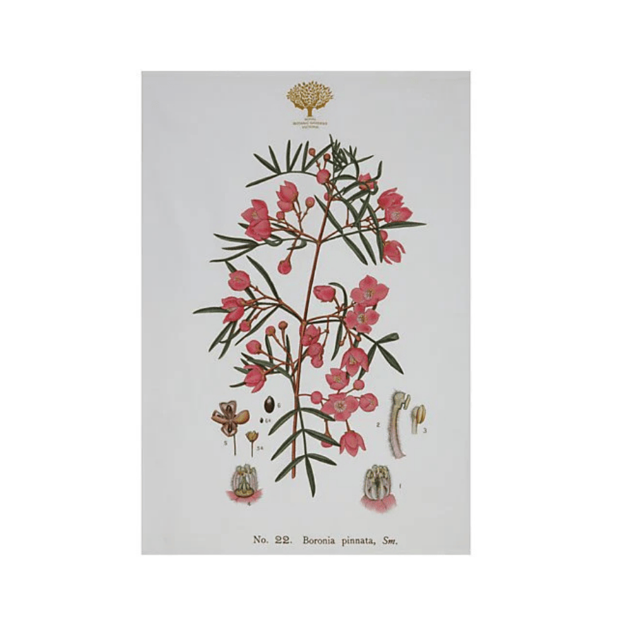Tea Towel Botanic 50 x 70cm Boronia