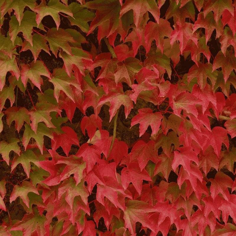 Parthenocissus tricuspidata 20cm