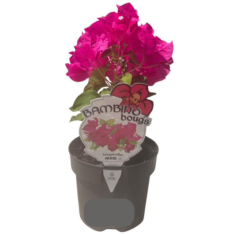 Bougainvillea Assorted 14cm