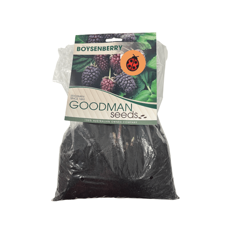 Boysenberry Pre-Pack